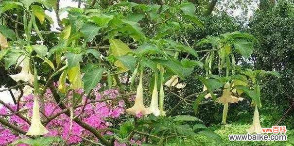 黑色曼陀罗的神秘之美 黑色曼陀罗的花语和含义