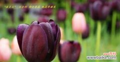 以黑色郁金香为主题的花语与意义解析 黑色郁金香的花语——深情厚意的暗示