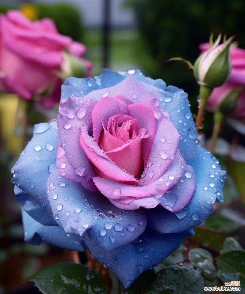 粉色与红色玫瑰花各自代表什么？