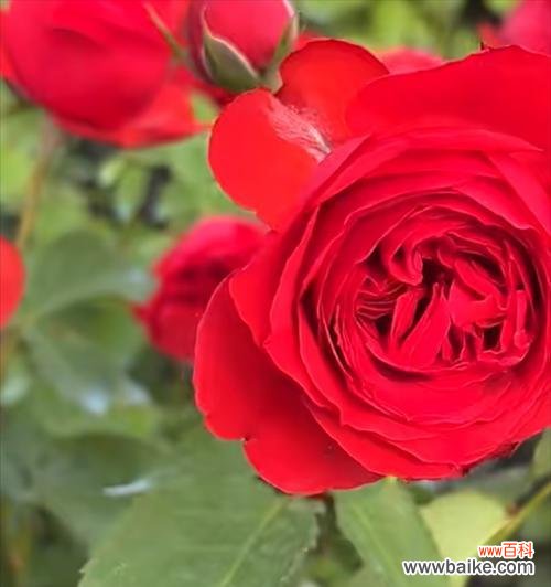 粉色与红色玫瑰花各自代表什么？