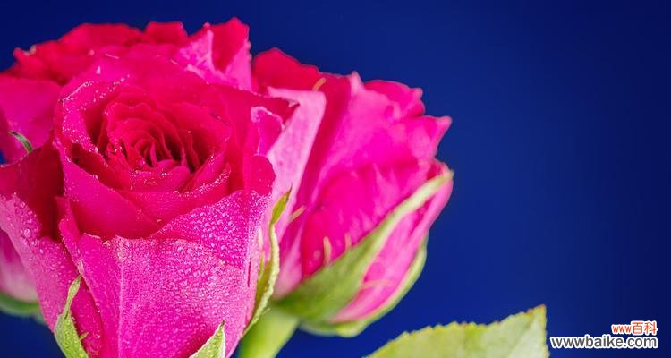 粉色与红色玫瑰花各自代表什么？