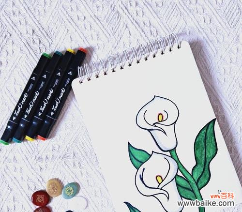 白马蹄莲的花语有哪些含义?