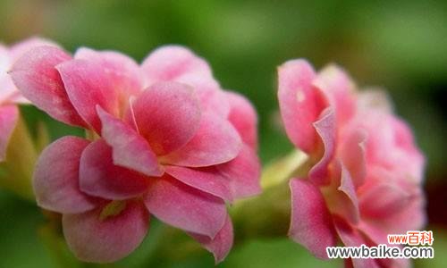 鹤顶兰的寓意与花语是什么?