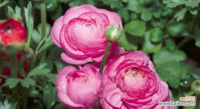 鹤顶兰的寓意与花语是什么?