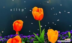 鹤顶兰的寓意与花语是什么？