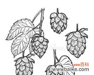 水果麦芽啤酒的花语有何特别之处？