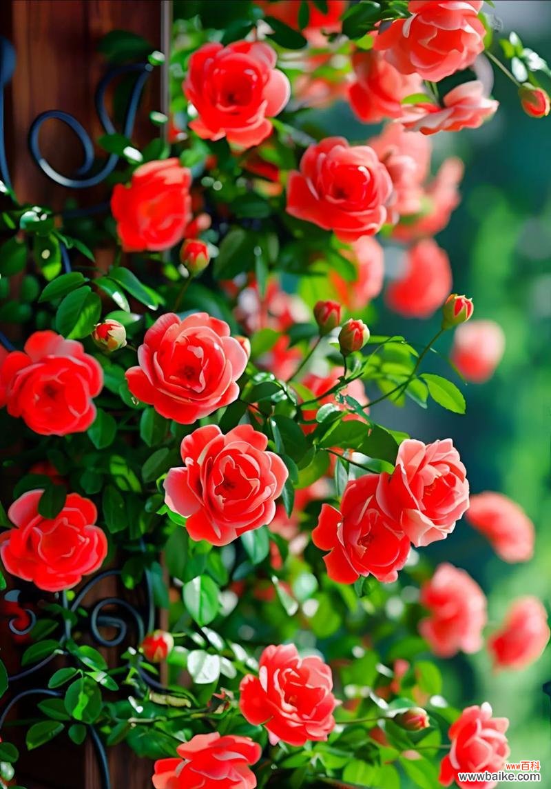 哪种花的花语代表着初恋?