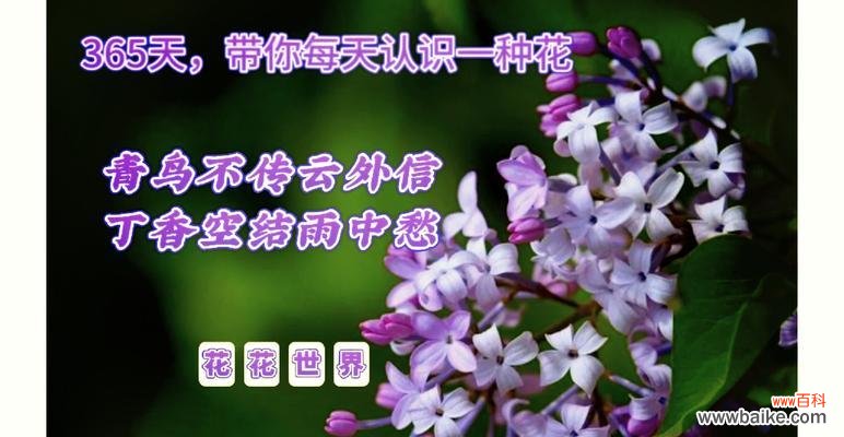 哪种花的花语代表着初恋?