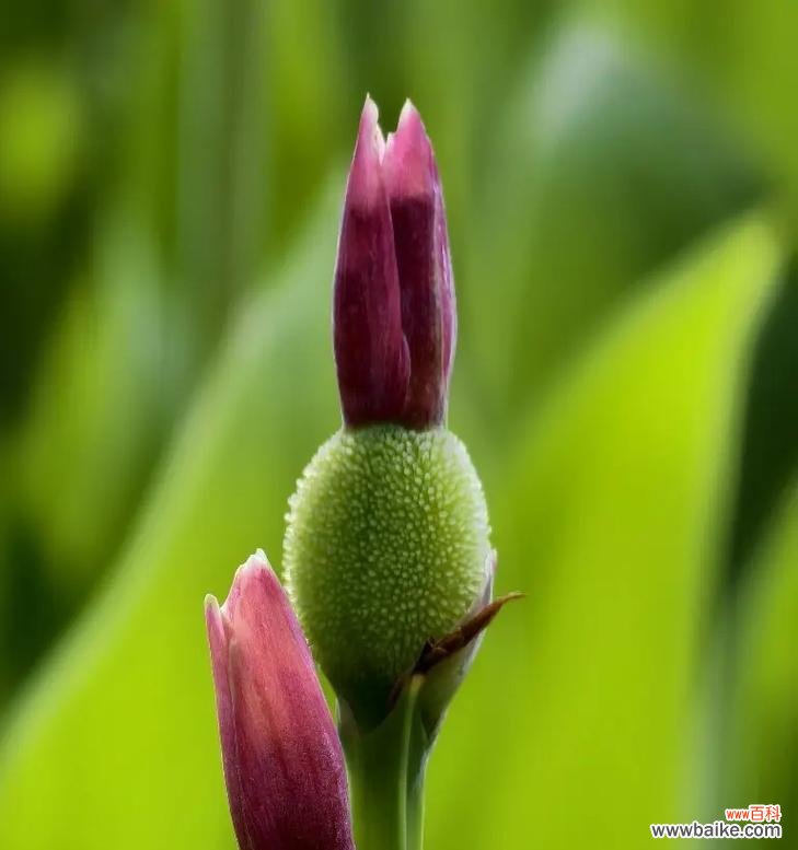 形容东巴秘境的花语是什么？哪种花能代表这种神秘之地？