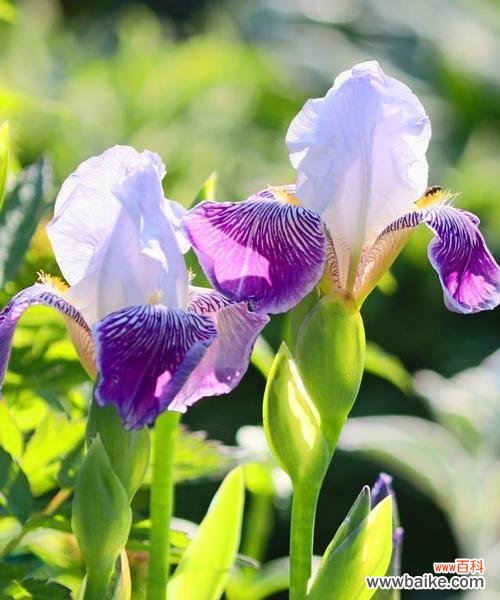 形容东巴秘境的花语是什么？哪种花能代表这种神秘之地？