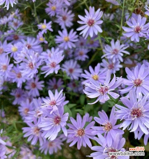 形容东巴秘境的花语是什么？哪种花能代表这种神秘之地？