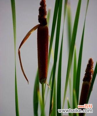 香蒲花的花语和寓意有哪些？