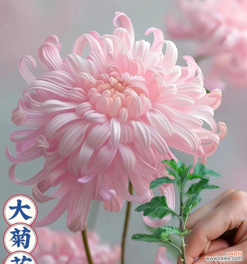 菊花花盒的寓意和花语代表了什么？