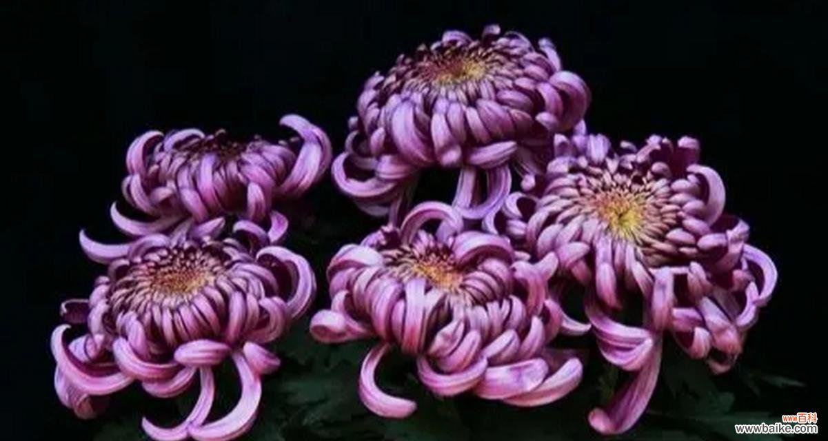 菊花花盒的寓意和花语代表了什么？