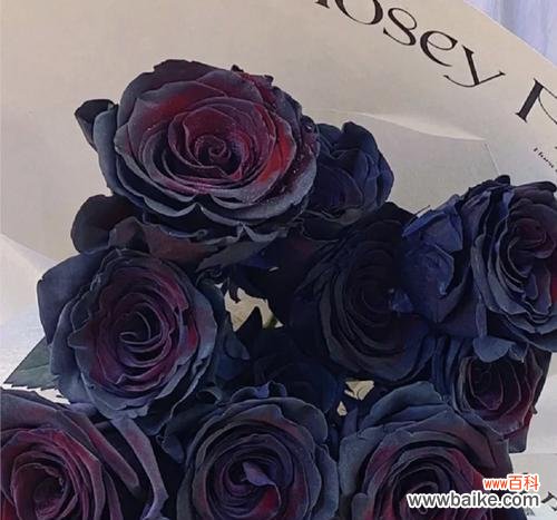 愚人玫瑰的花语有何特别之处？它象征着什么？