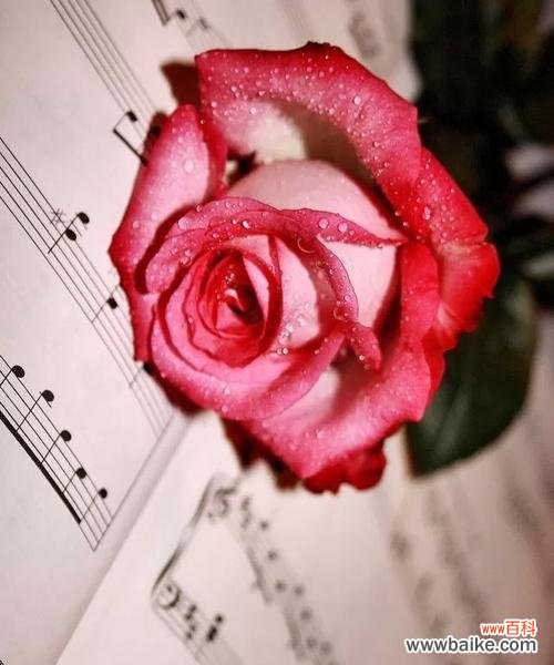 愚人玫瑰的花语有何特别之处？它象征着什么？