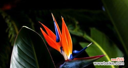 丹蔻花语的含义如何解释？