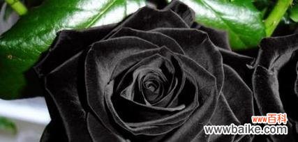 丹蔻花语的含义如何解释？