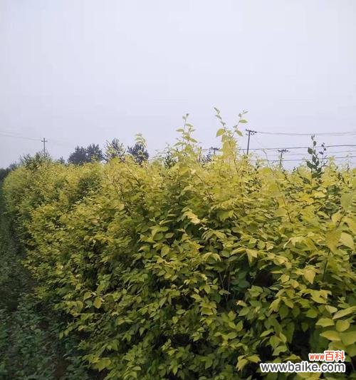 探寻金叶榆的深层寓意与文化意义 金叶榆