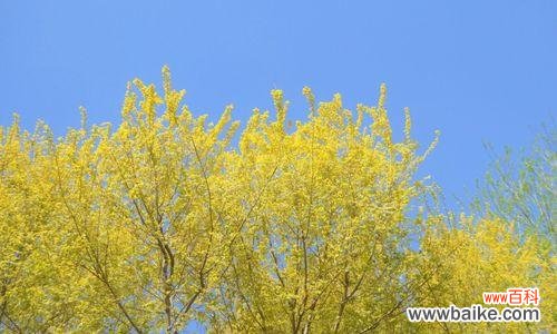 探寻金叶榆的深层寓意与文化意义 金叶榆