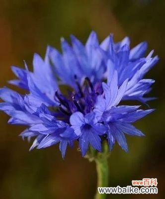 金钟花的花语解读及其在人们生活中的意义 金钟花的花语与魅力