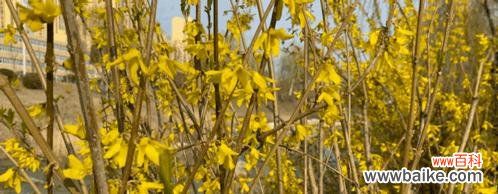 金钟花的花语解读及其在人们生活中的意义 金钟花的花语与魅力