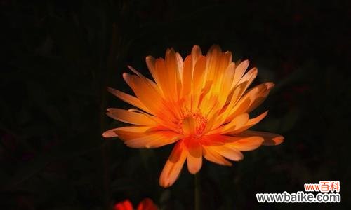 金盏菊的寓意与传奇，追溯花开的奇妙之旅 金盏菊花的花语与传说