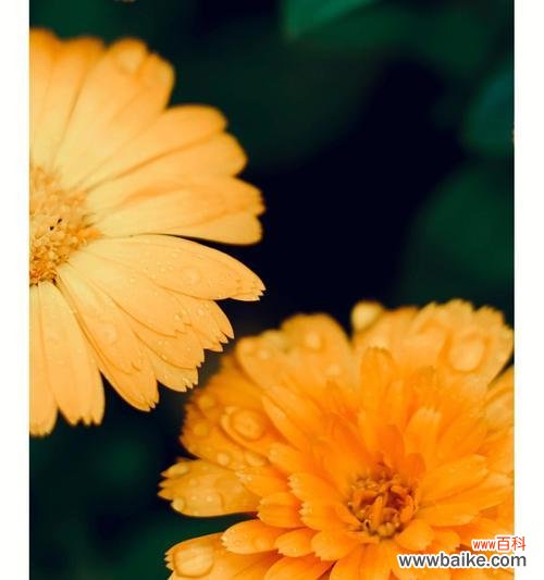 金盏菊的寓意与传奇，追溯花开的奇妙之旅 金盏菊花的花语与传说