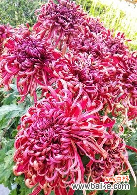 探寻菊花的寓意与象征、菊花在中华文化中的地位 菊花的象征意义及文化传承