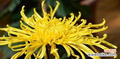 探寻菊花的寓意与象征、菊花在中华文化中的地位 菊花的象征意义及文化传承