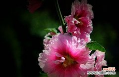 锦葵花的象征意义与美学价值 锦葵花——生命的顽强与美丽