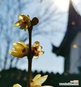 腊梅花的灵感与美丽 腊梅花语与象征的意义