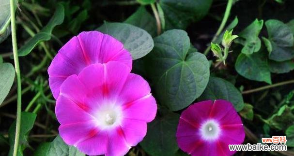 喇叭花的神秘和美丽 喇叭花的花语与寓意
