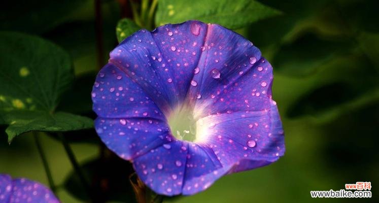 喇叭花的神秘和美丽 喇叭花的花语与寓意