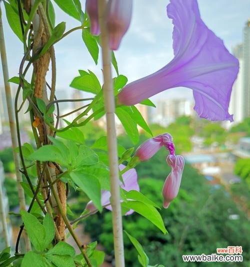 喇叭花的神秘和美丽 喇叭花的花语与寓意