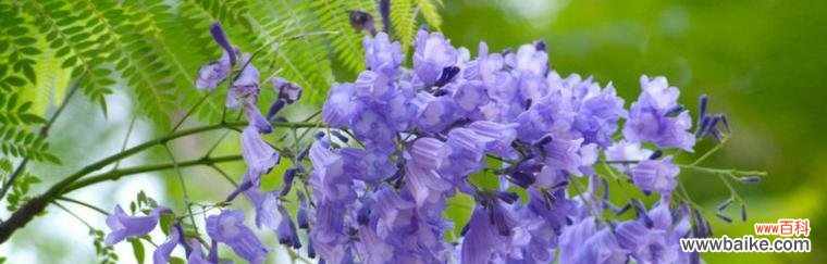 探索蓝楹花的花语、象征和传统文化 以蓝楹花的花语及其意义