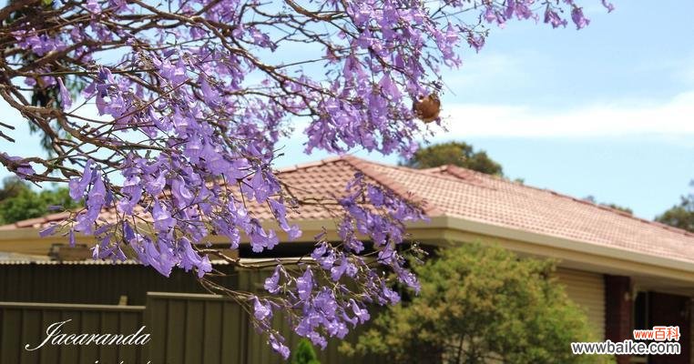 探索蓝楹花的花语、象征和传统文化 以蓝楹花的花语及其意义