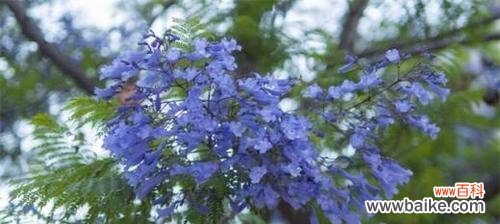 探索蓝楹花的花语、象征和传统文化 以蓝楹花的花语及其意义