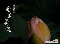 传递着纯洁与坚韧的花语 莲花之美