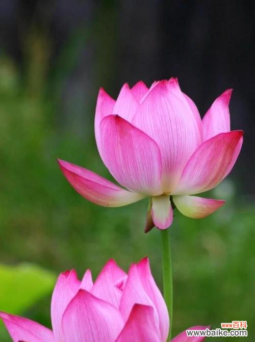 传递着纯洁与坚韧的花语 莲花之美