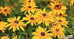 揭开黑心菊的神秘面纱 黑心菊的花语与寓意