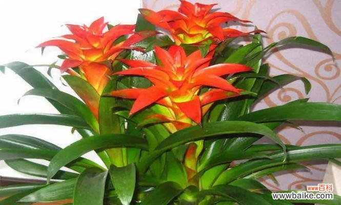 鸿运当头的神奇力量和秘密解读 鸿运当头