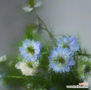 解密黑种草花语 黑种草花语的深意