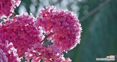 红花风铃木花语的意义及象征性探究 红花风铃木的花语——激情与热爱