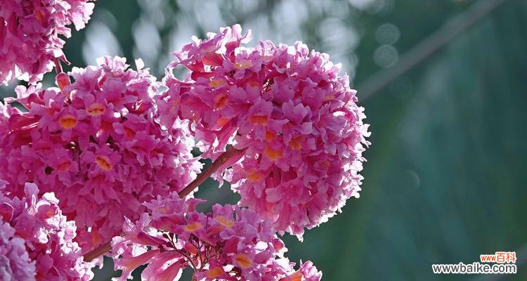 红花风铃木花语的意义及象征性探究 红花风铃木的花语——激情与热爱