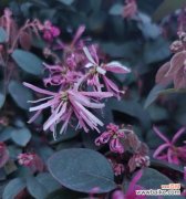 用红花继木寻找生命的意义与价值 红花继木的寓意与生命之美