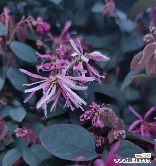 用红花继木寻找生命的意义与价值 红花继木的寓意与生命之美