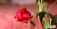 红玫瑰 红玫瑰的花语——爱情与热情的象征