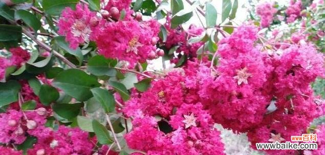 揭秘红色紫薇花的意义与象征 红色紫薇花语解读