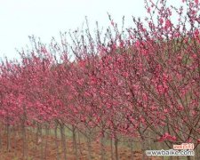 春风吹拂下 红叶碧桃的花语——爱与希望